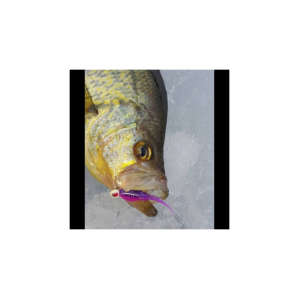 Angler's Choice 1.75 Crappie Fry 12ct @ Sportsmen's Direct: Targeting  Outdoor Innovation