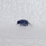 Tungsten Ice Flies Scud Gray/Black