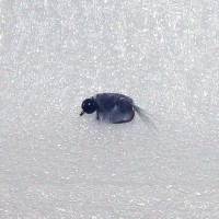 Tungsten Ice Flies Scud Gray/Black